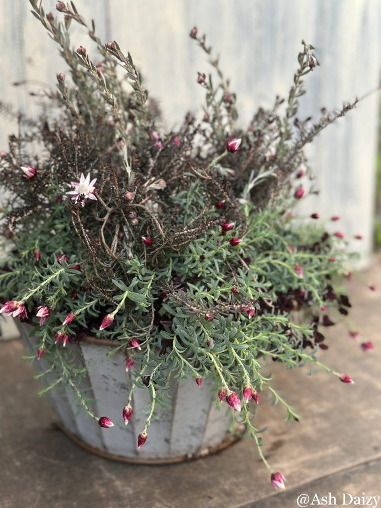 ペーパーカスケードの寄せ植え