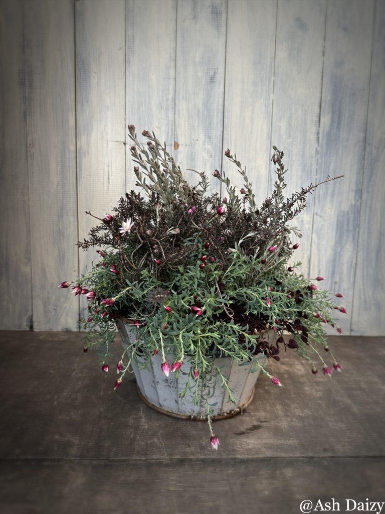 ペーパーカスケードの寄せ植え