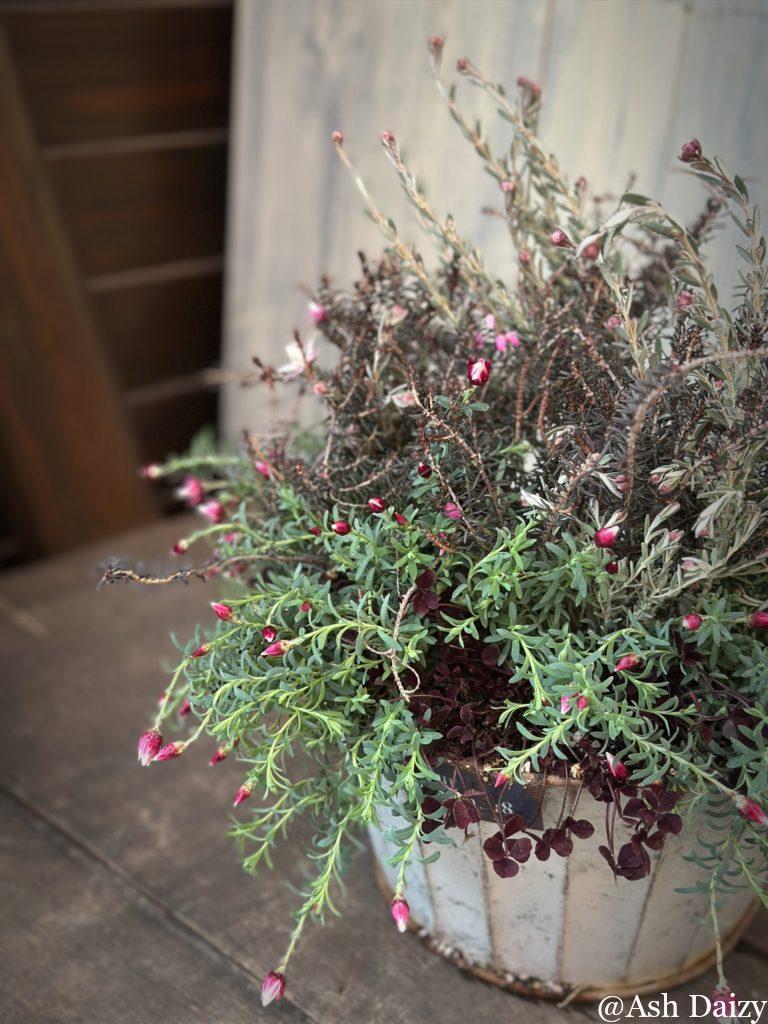 ペーパーカスケードの寄せ植え